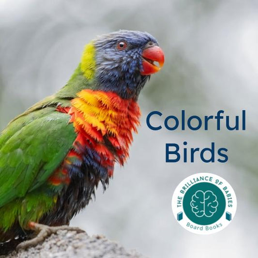 Colorful Birds Board Book