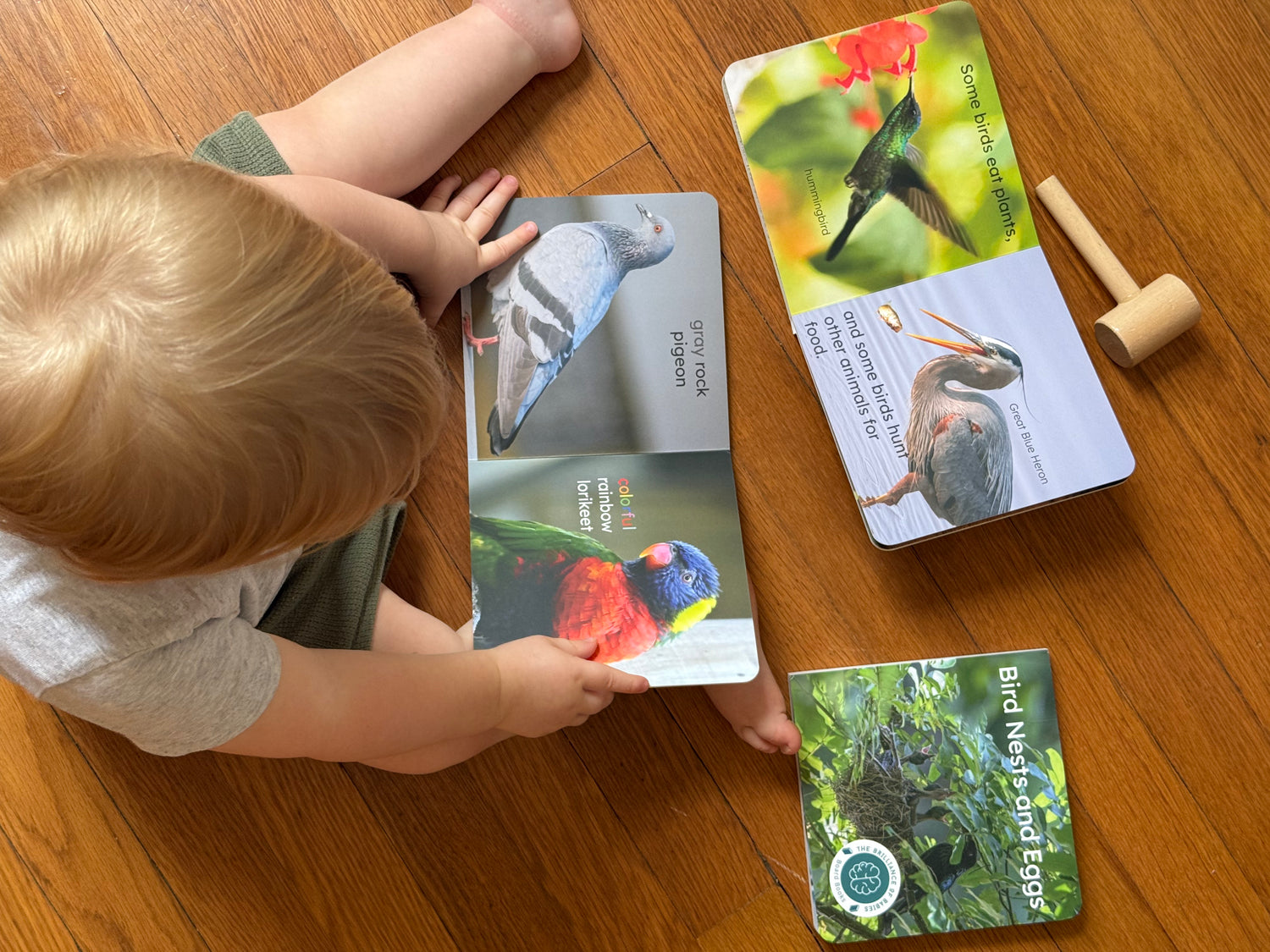 Brilliance of Babies Bird Series