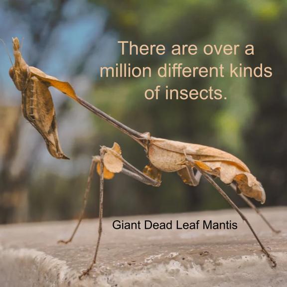 Insect Series