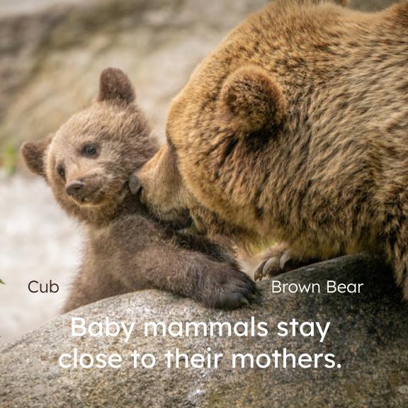 Baby Mammals