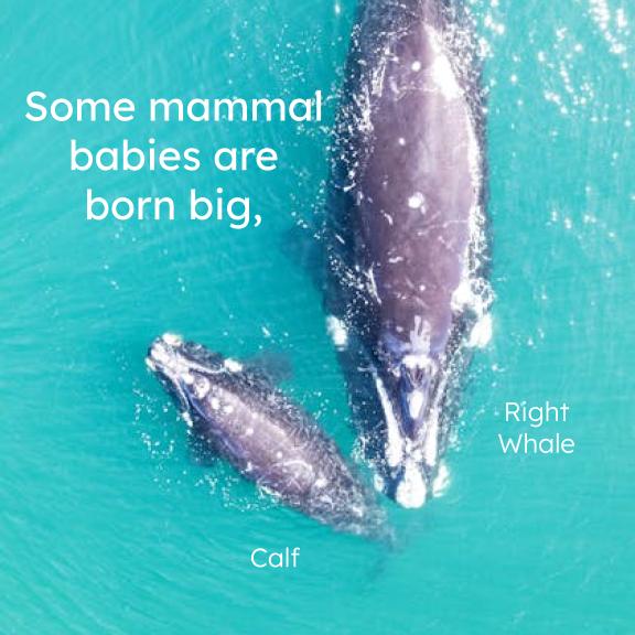 Baby Mammals