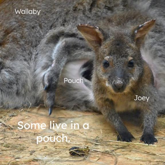 Baby Mammals