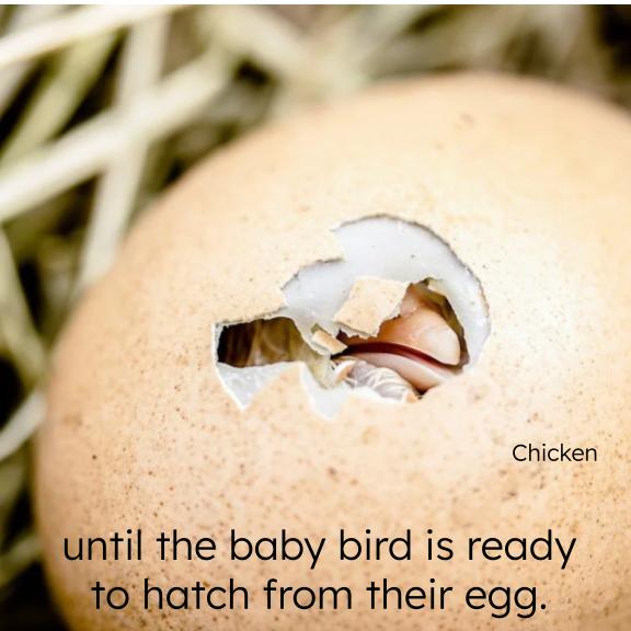 Birds Bundle