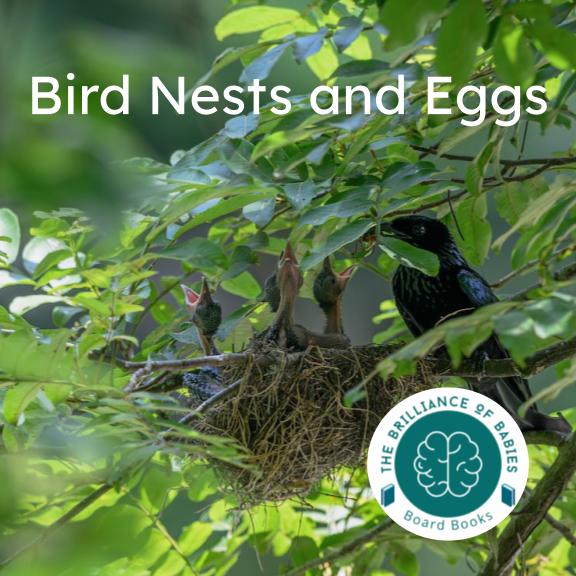 Bird Nests and Eggs Board Book