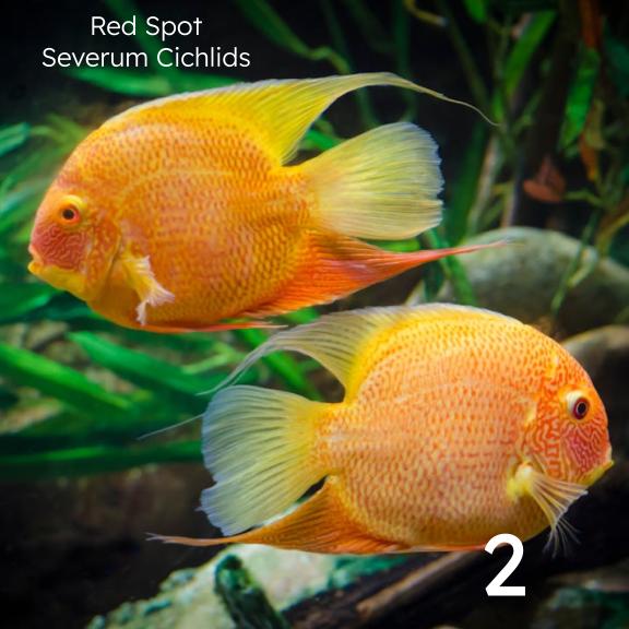 Counting Fish