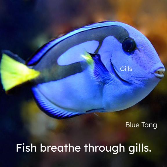 Fish