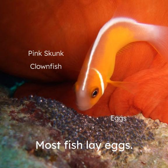 Fish