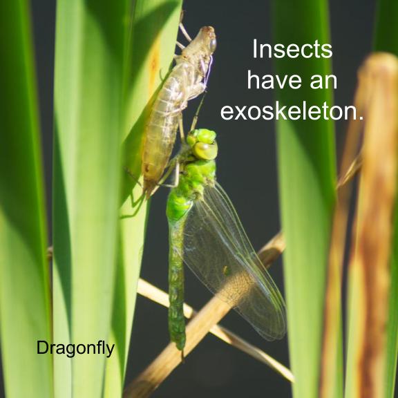 Insects