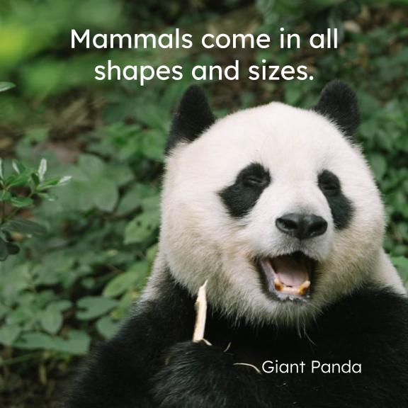 Mammals