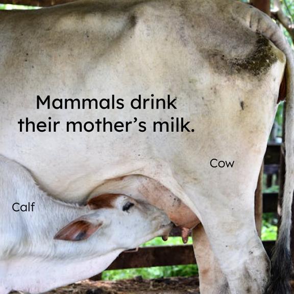 Mammals