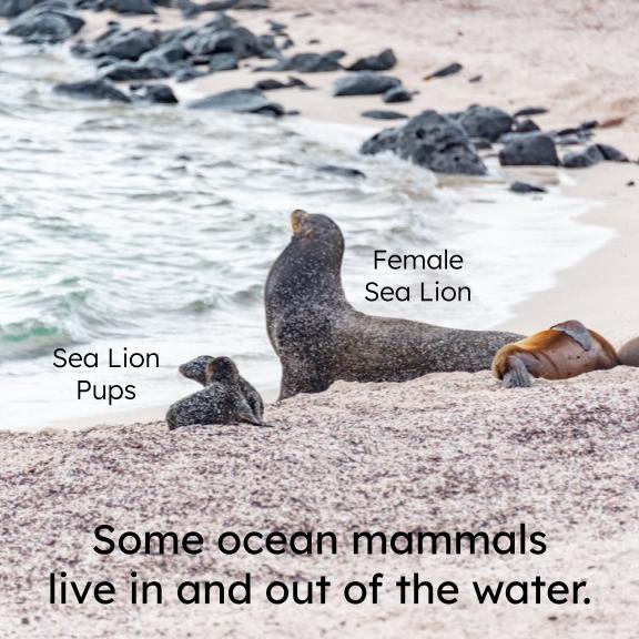 Ocean Mammals