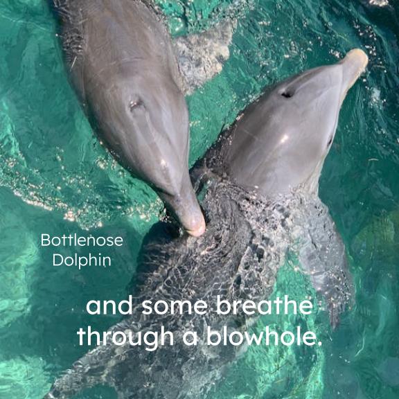 Ocean Mammals