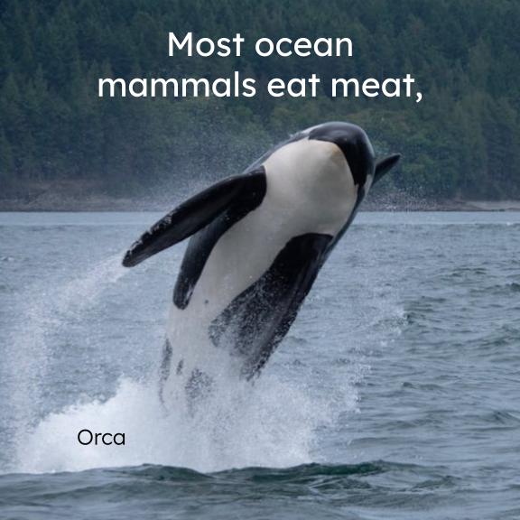 Ocean Mammals