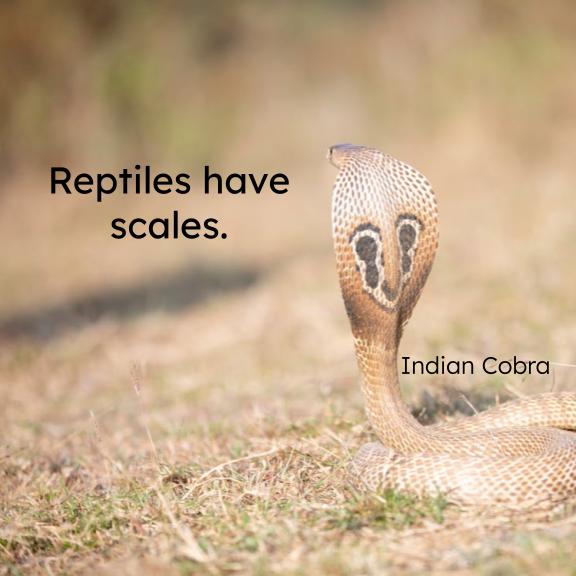 Reptiles