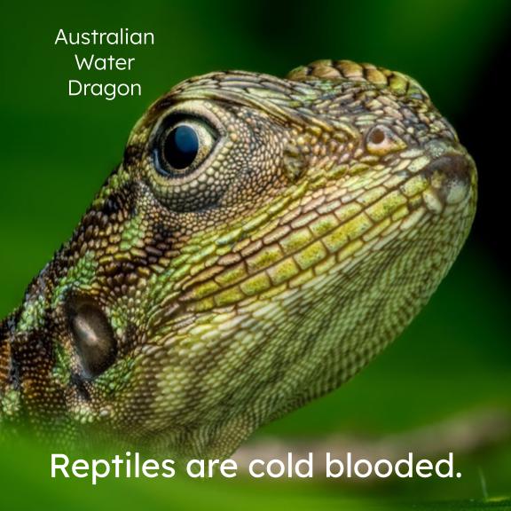 Reptiles