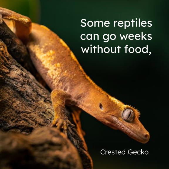 Reptiles